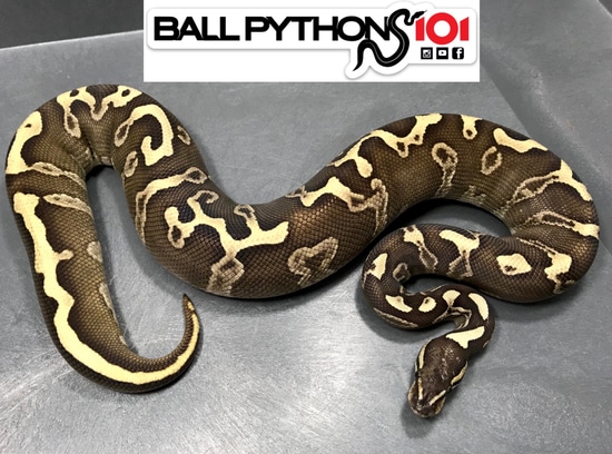 Leopard GHI Lesser Ball Python by Ball Pythons 101
