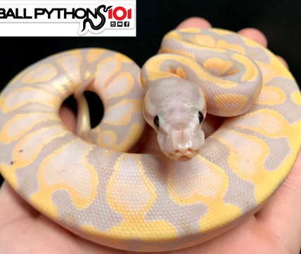 Ball Pythons 101 - MorphMarket