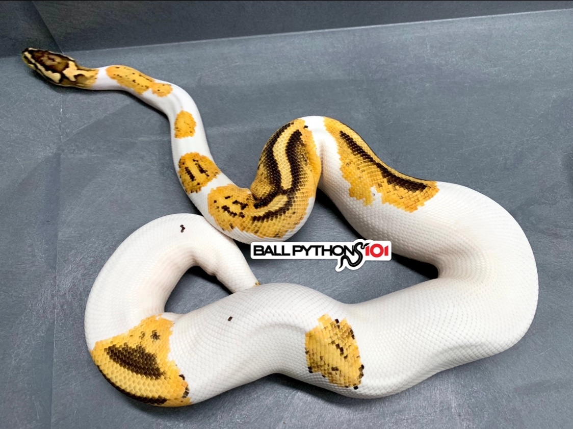 Gene X Pastel YB Pied Ball Python by Ball Pythons 101 - MorphMarket