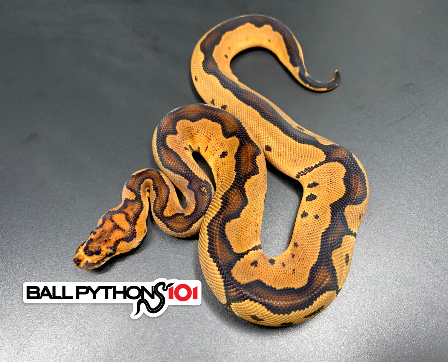 Red Stripe (MAGMA) Clown Ball Python by Ball Pythons 101 - MorphMarket