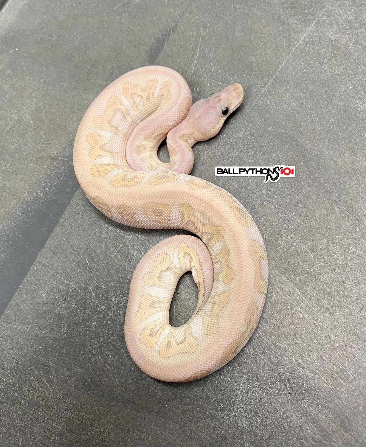 Super Phantom Clown Ball Python by Ball Pythons 101 - MorphMarket