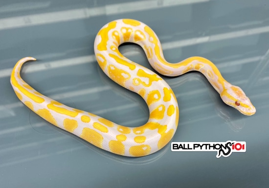 Prince Python Varients Lavender Albino Het Pied Ball Python by Ball Pythons 101