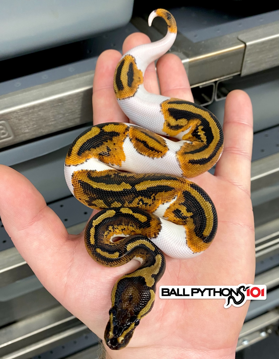 YB Pied Ball Python by Ball Pythons 101 MorphMarket