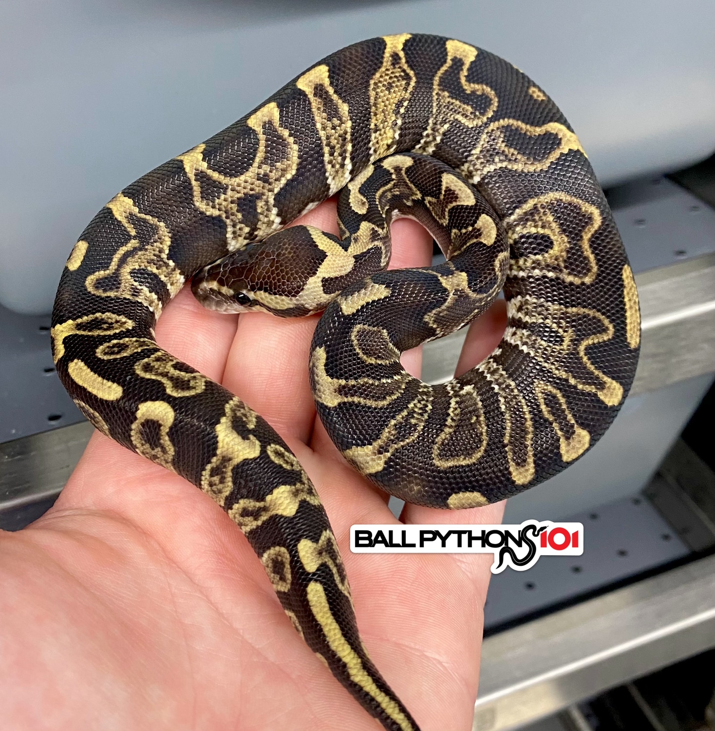 GHI Leo Het Clown (Poss Super GHI) Ball Python by Ball Pythons 101 ...