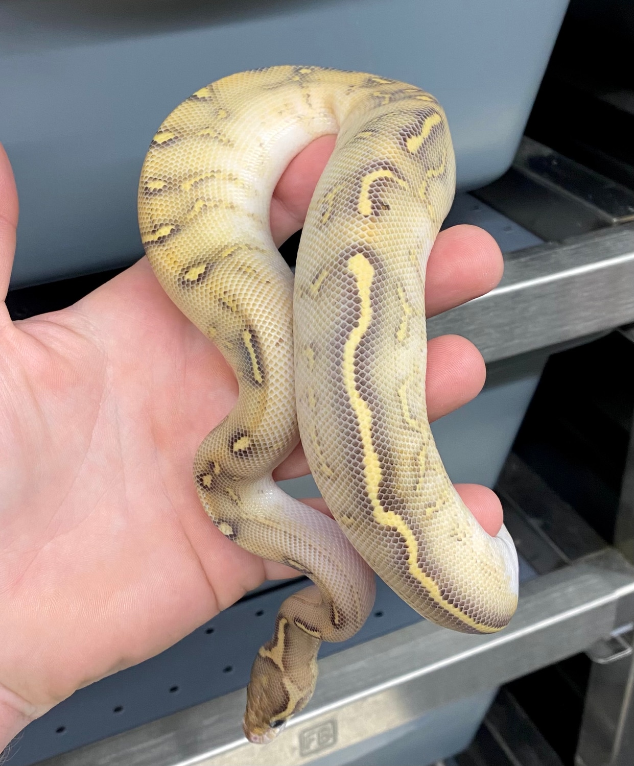 Leopard GHI Highway Het Clown 50 Het Hypo Ball Python by Ball Pythons