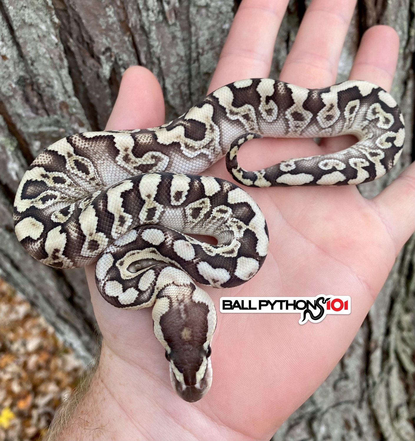 GHI Lesser Crypton Het Desert Ghost Poss Redstripe Yellowbelly Ball ...