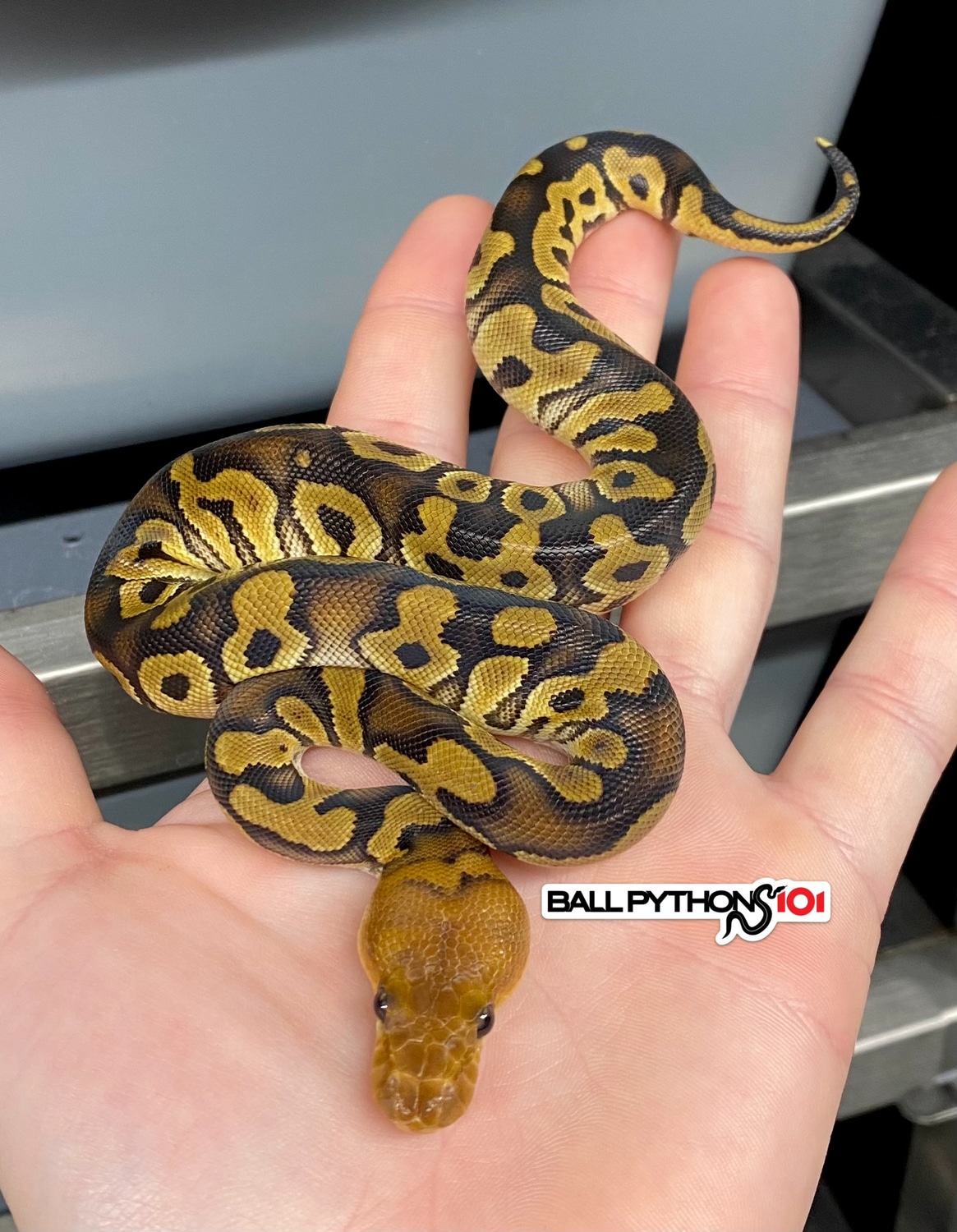 Mahogany Clown Ball Python by Ball Pythons 101 - MorphMarket
