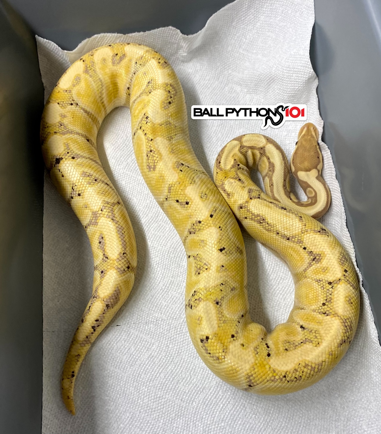 GHI Banana Het Clown Ball Python by Ball Pythons 101 MorphMarket