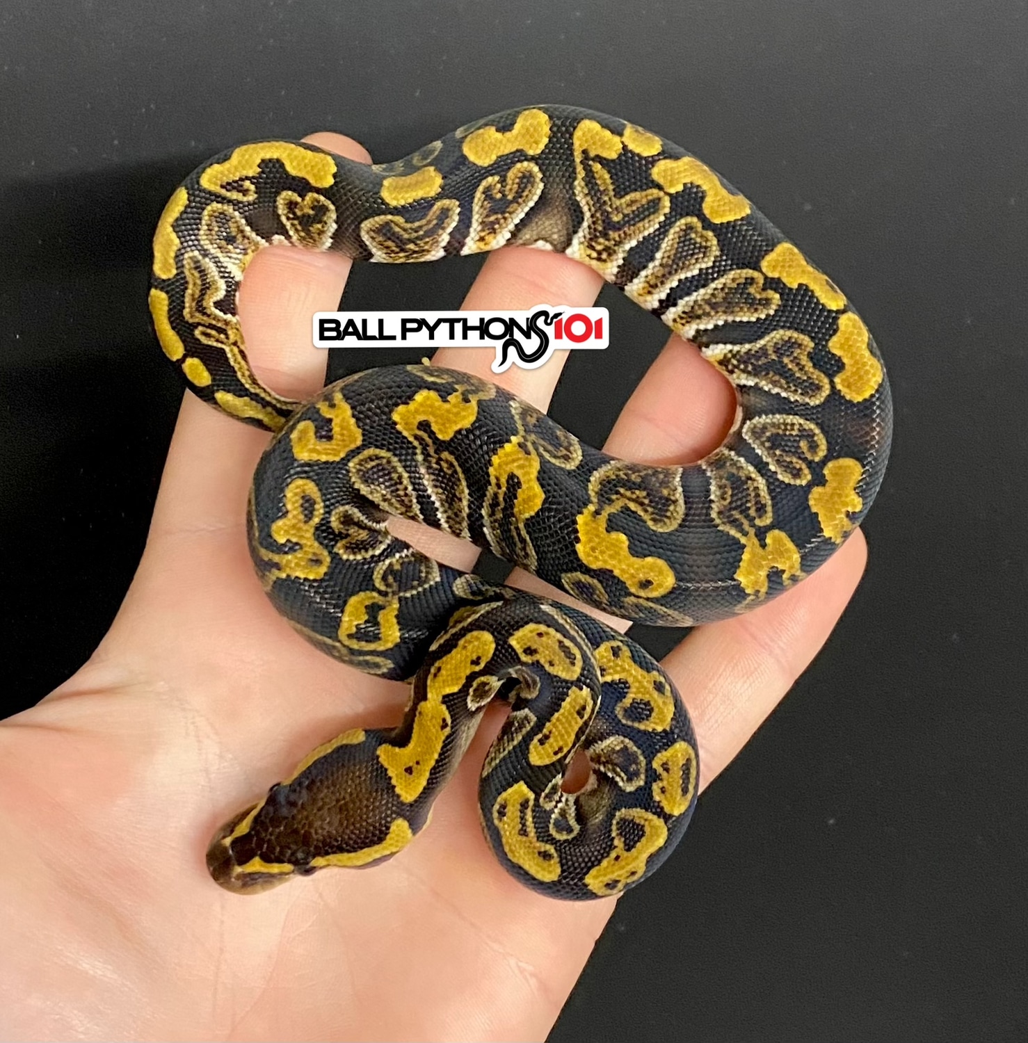 GHI Het Clown Ball Python by Ball Pythons 101 MorphMarket