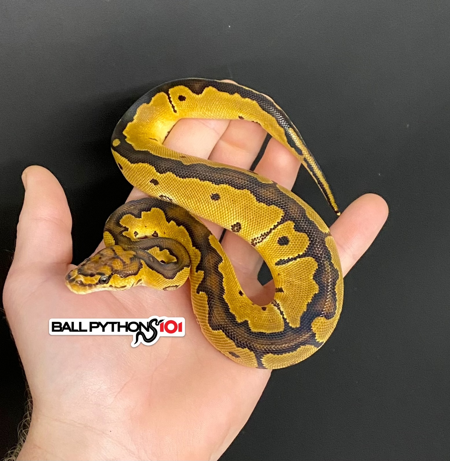 Clown Ball Python by Ball Pythons 101 - MorphMarket