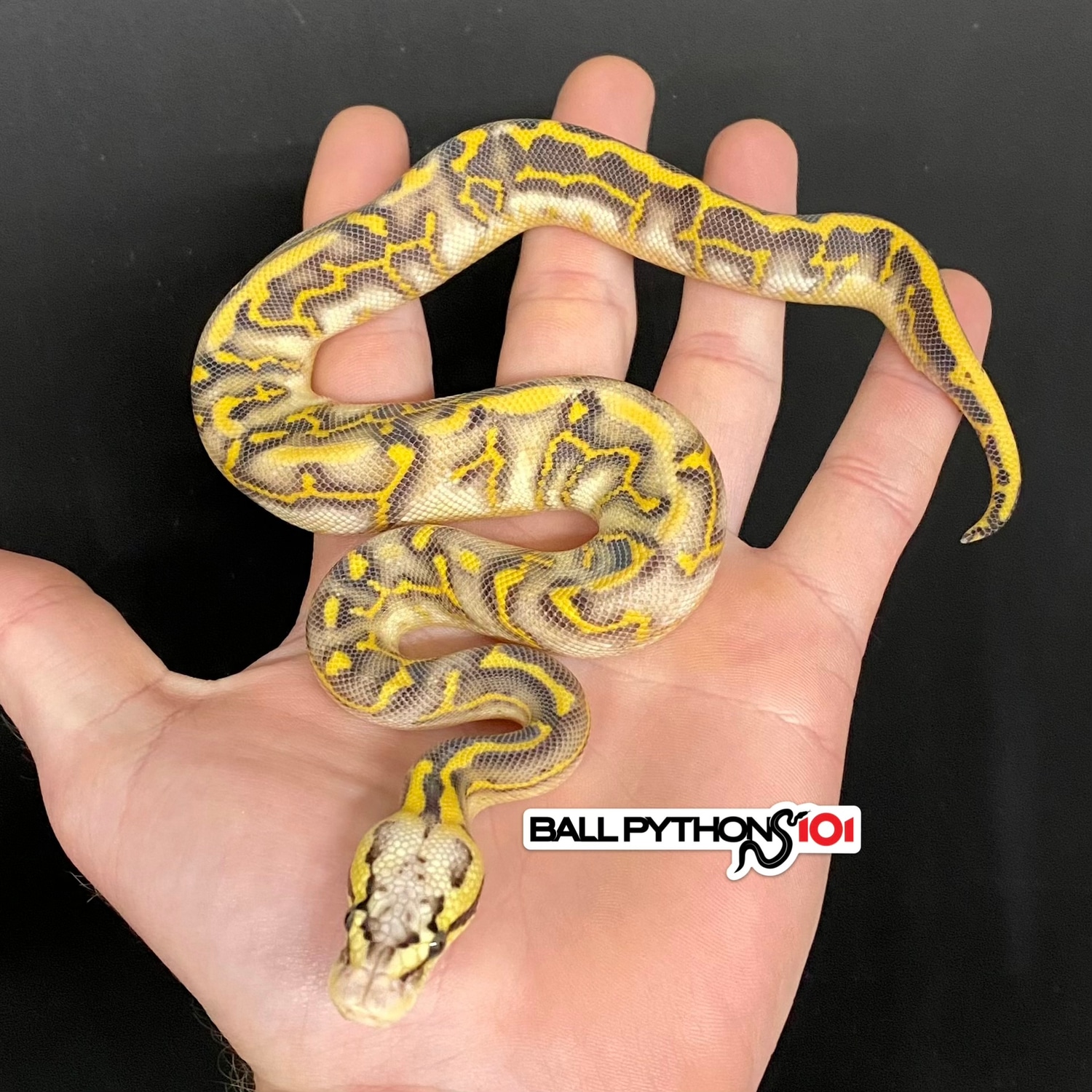 Pastel Leopard Highway 100% Het Clown 50% Het Hypo Ball Python by Ball ...