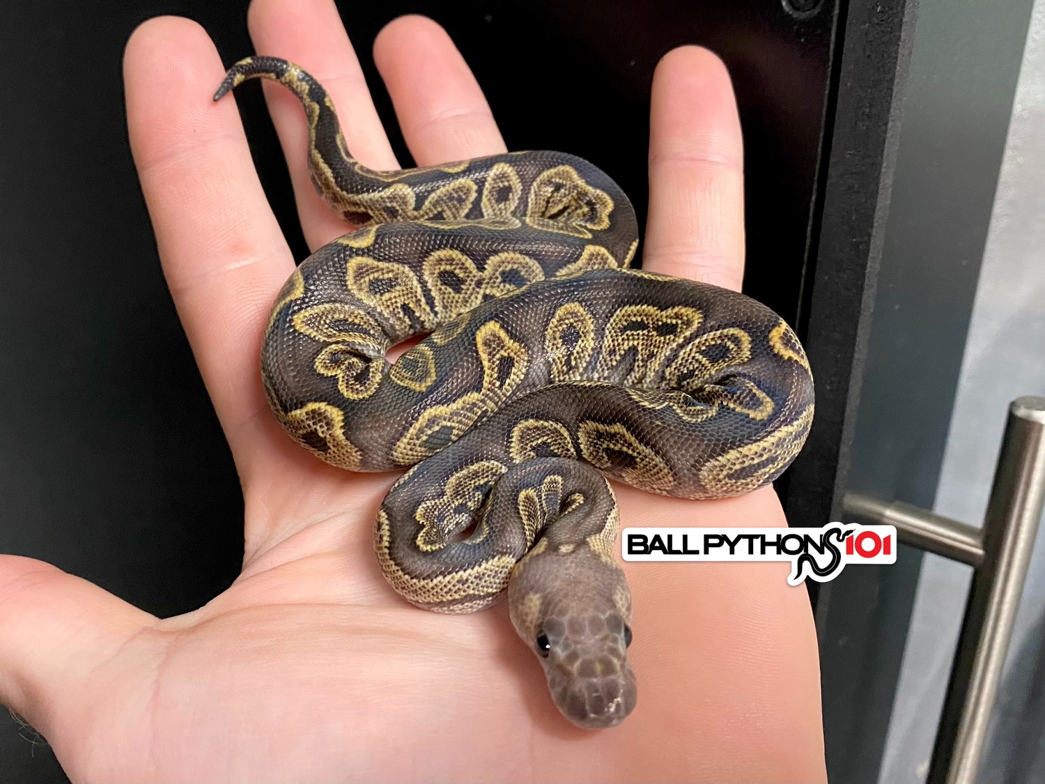 Super GHI Clown Ball Python by Ball Pythons 101 MorphMarket