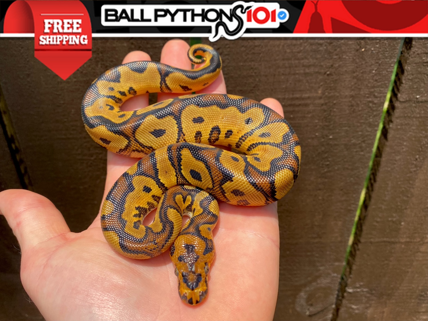 Red Stripe Yellowbelly Clown Ball Python by Ball Pythons 101 - MorphMarket