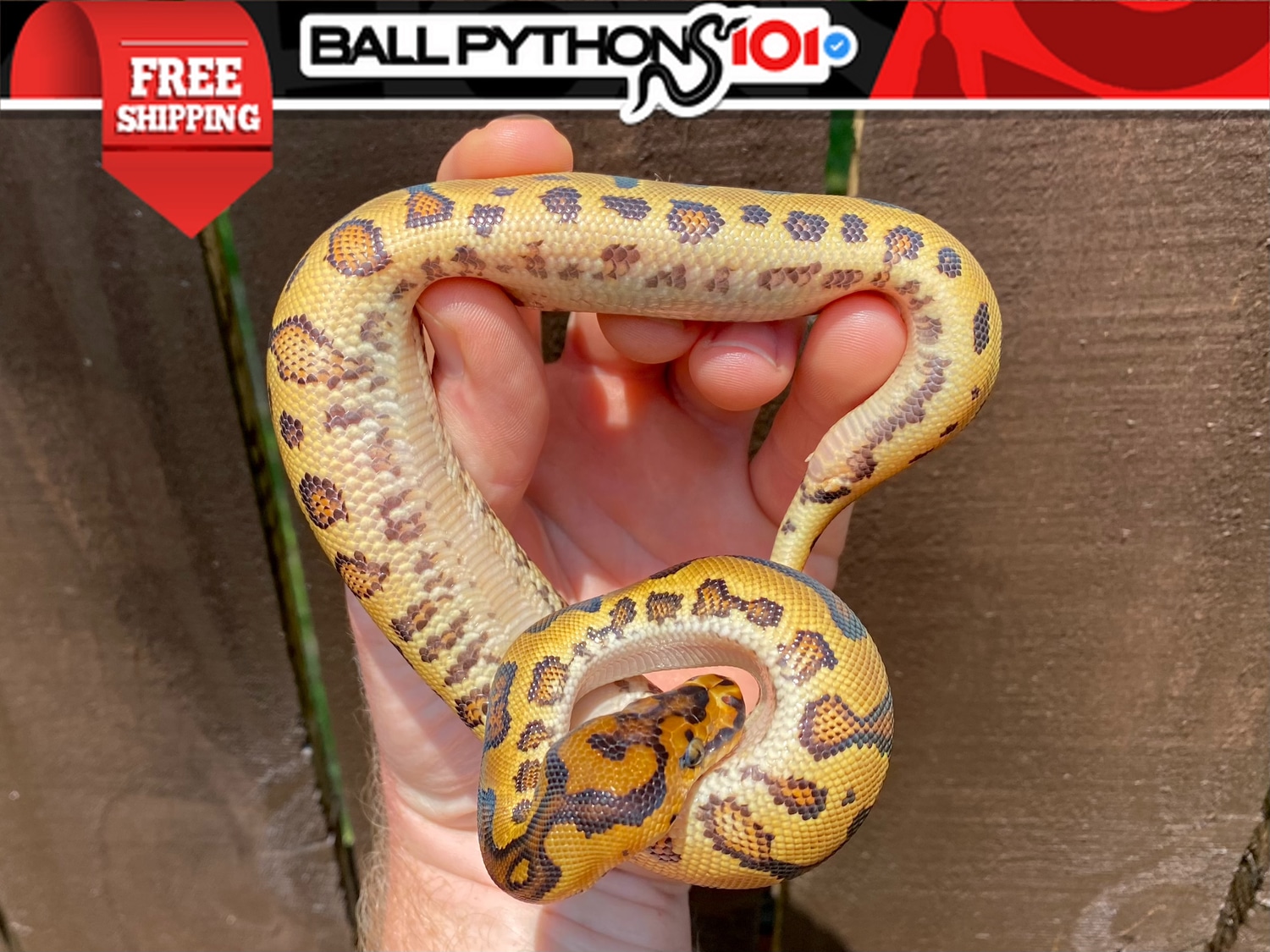 Red Stripe Yellowbelly Clown Ball Python by Ball Pythons 101 - MorphMarket