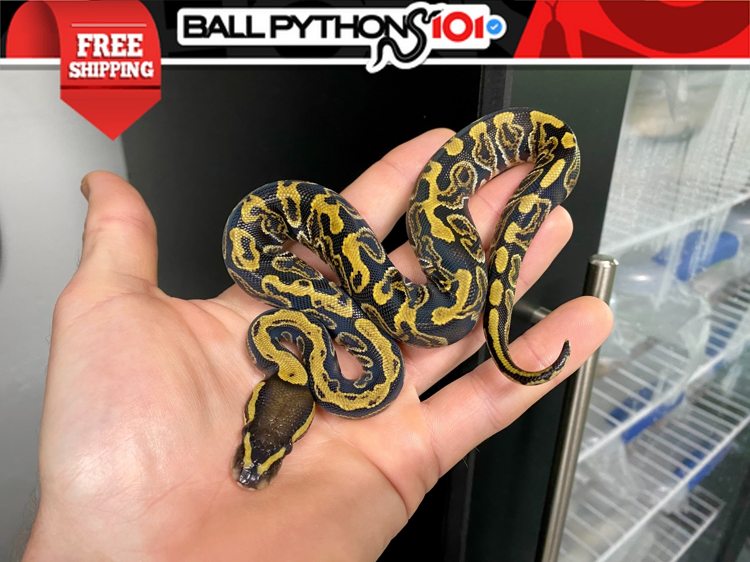 GHI Double Het Ultramel Clown Ball Python by Ball Pythons 101 MorphMarket