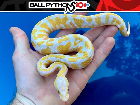 Yellowbelly Lavender Albino Het Pied Ball Python by Ball Pythons 101