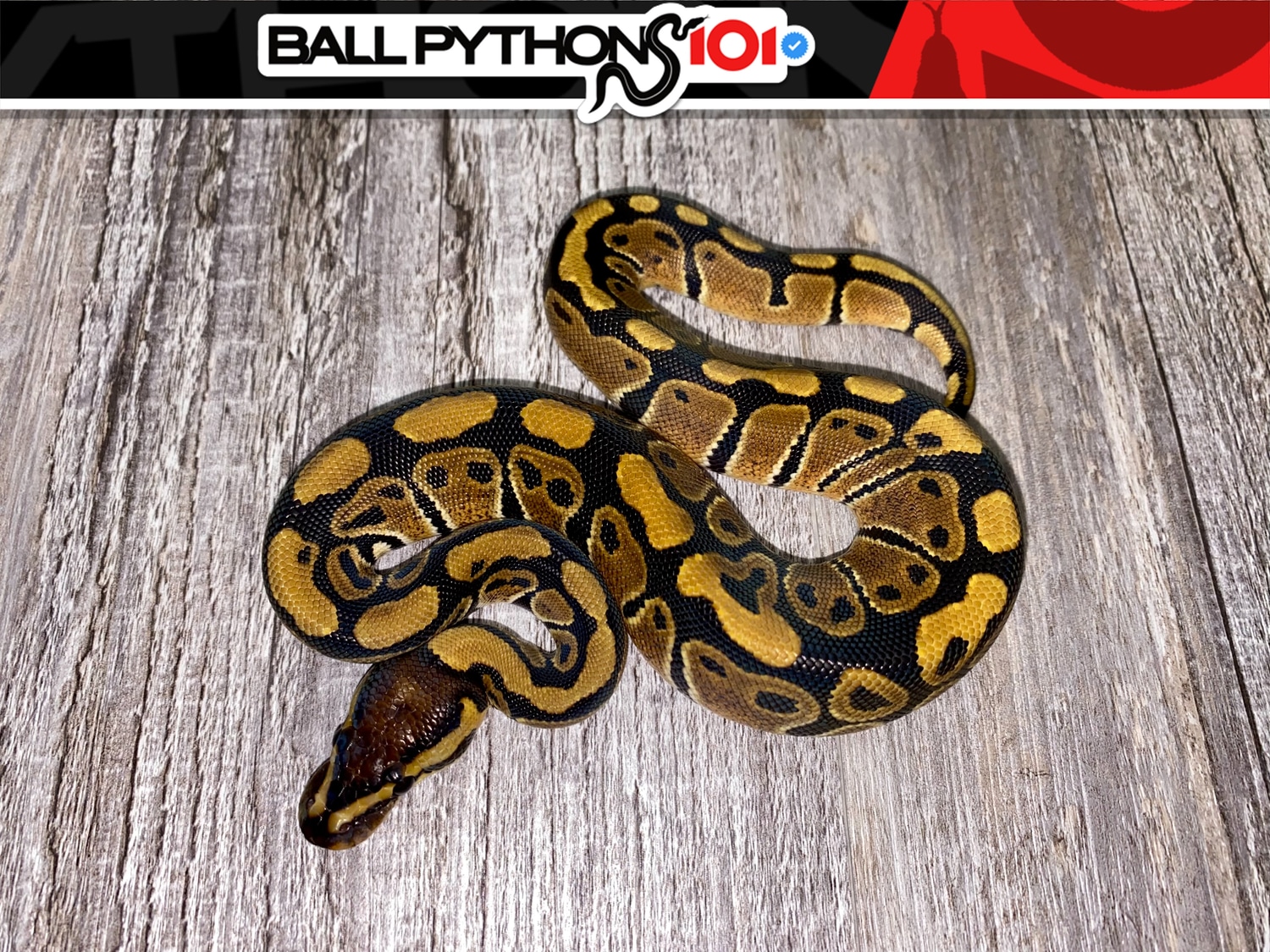 DBL Het DG Clown Ball Python by Ball Pythons 101 - MorphMarket