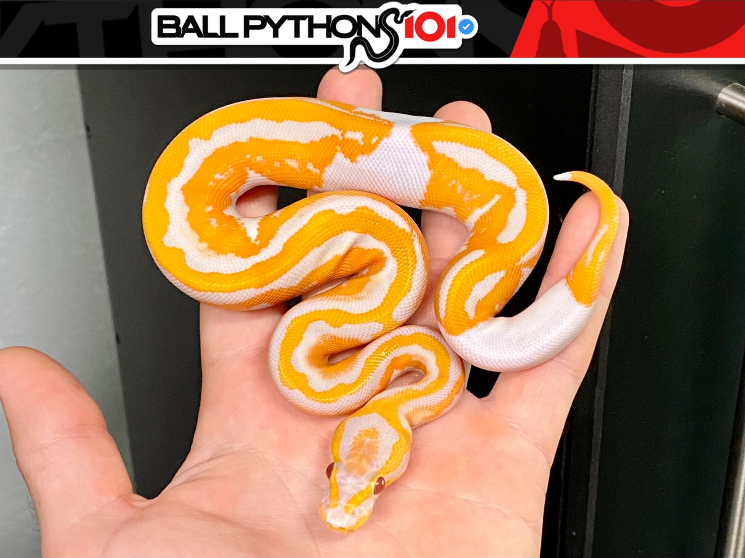 Yellowbelly Dreamsicle Ball Python by Ball Pythons 101 - MorphMarket