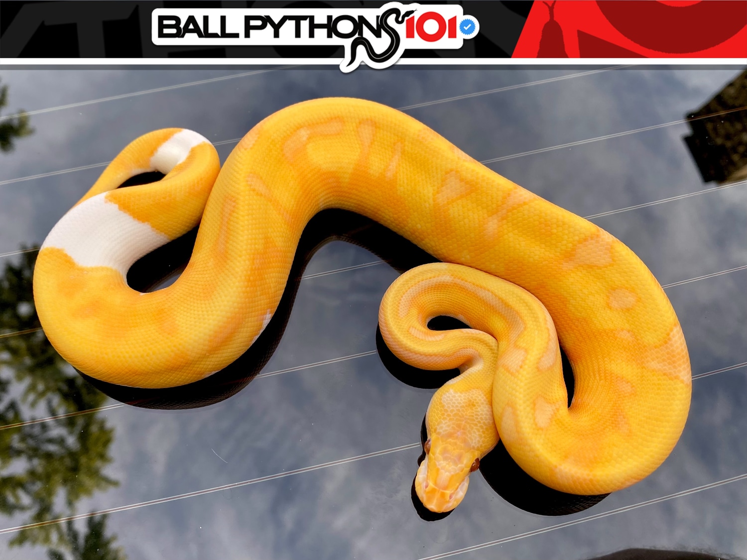 Enchi Dreamsicle Ball Python by Ball Pythons 101 - MorphMarket