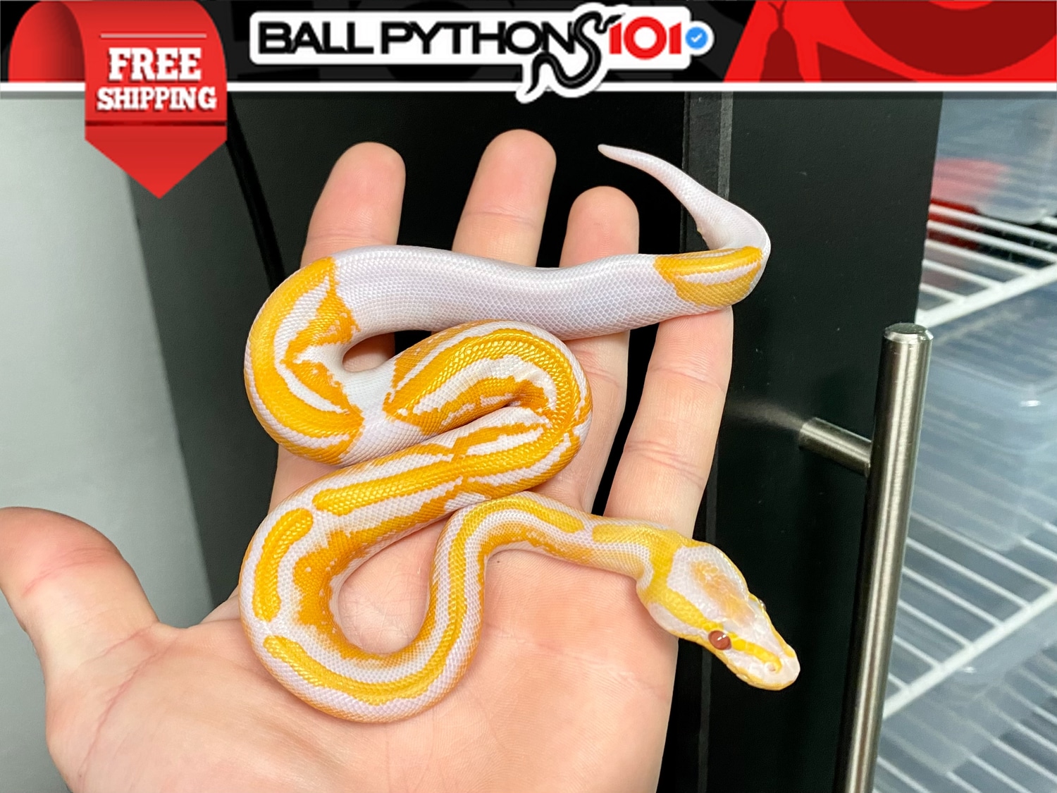 YB Dreamsicle Ball Python by Ball Pythons 101 - MorphMarket