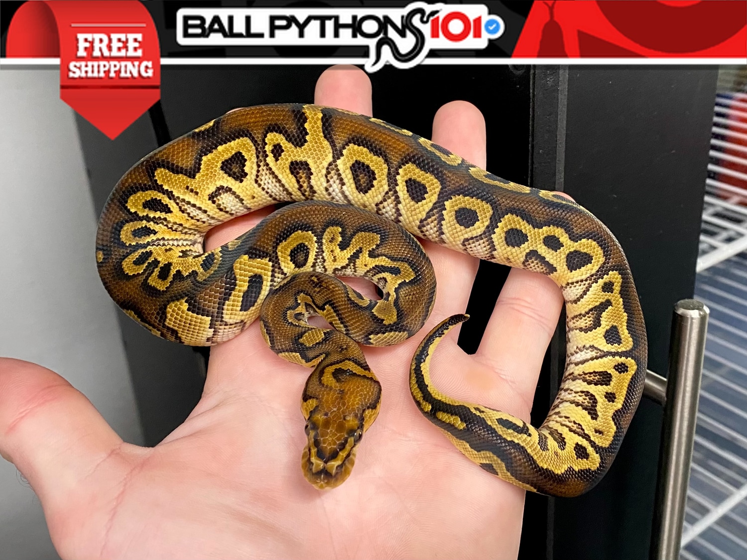 Hurricane Clown Ball Python by Ball Pythons 101 - MorphMarket