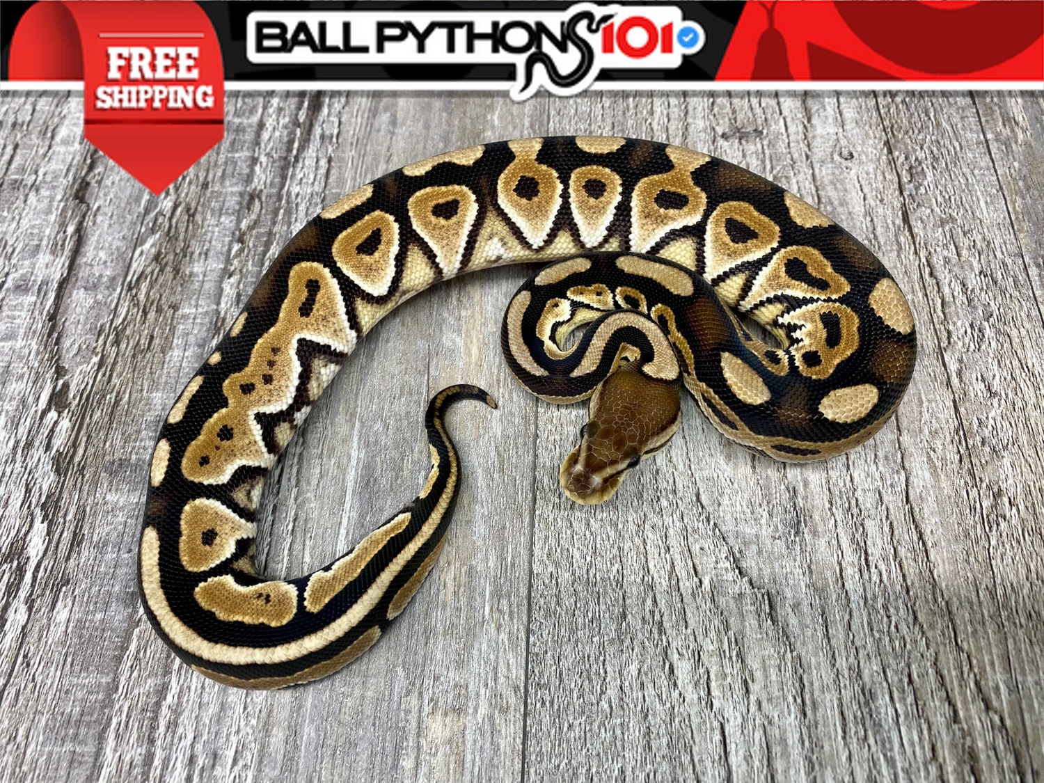 Cinnamon Dbl Het Desert Ghost Clown Ball Python by Ball Pythons 101 ...