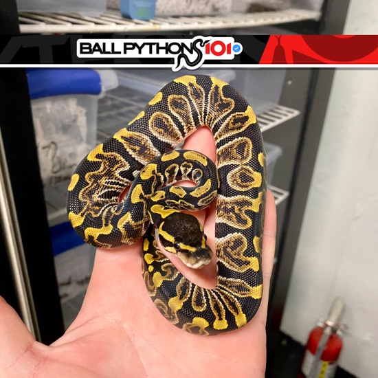 GHI Het Clown Ball Python by Ball Pythons 101
