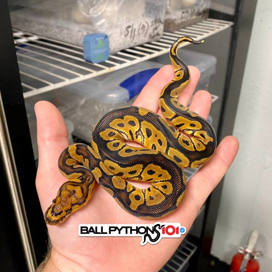 *no reserve* fire orange dream clown ball python by... Orange Dream Clown Ball Python by Ball Pythons 101