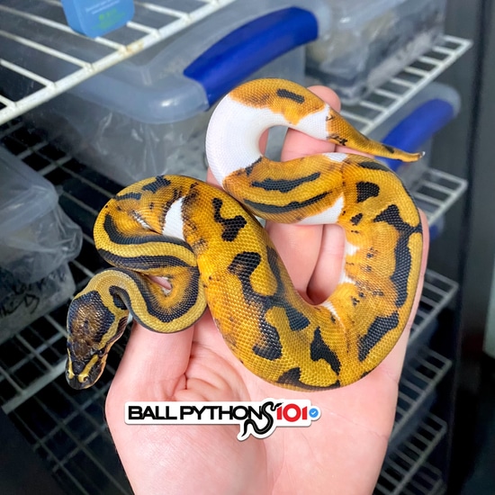Pied Het Desert Ghost Ball Python by Ball Pythons 101