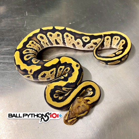 Cypress Fire 💯Het Clown Ball Python by Ball Pythons 101