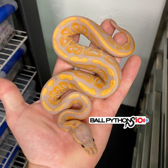 Banana Black Pastel Het Clown Ball Python By Ball Pythons 101 Banana black pastel het clown ball python by ball pythons 101