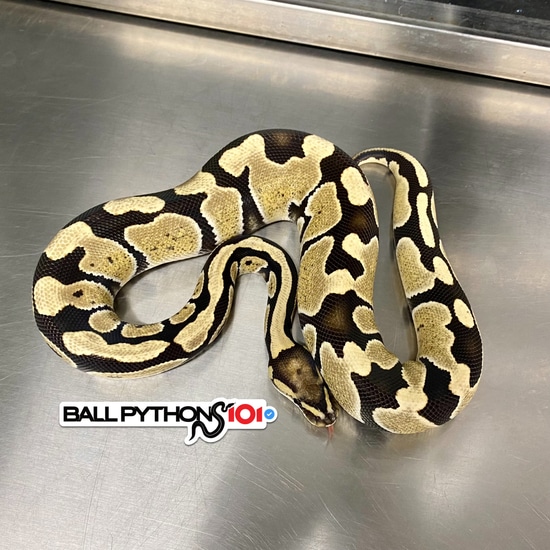 Desert Ghost Het Clown Ball Python by Ball Pythons 101