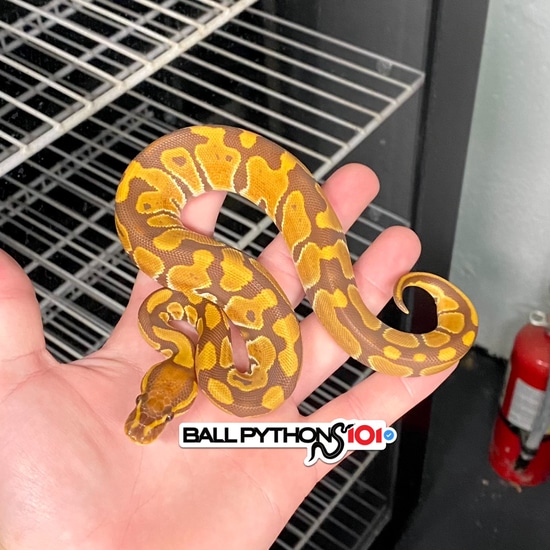 Ultramel Het Clown Ball Python by Ball Pythons 101