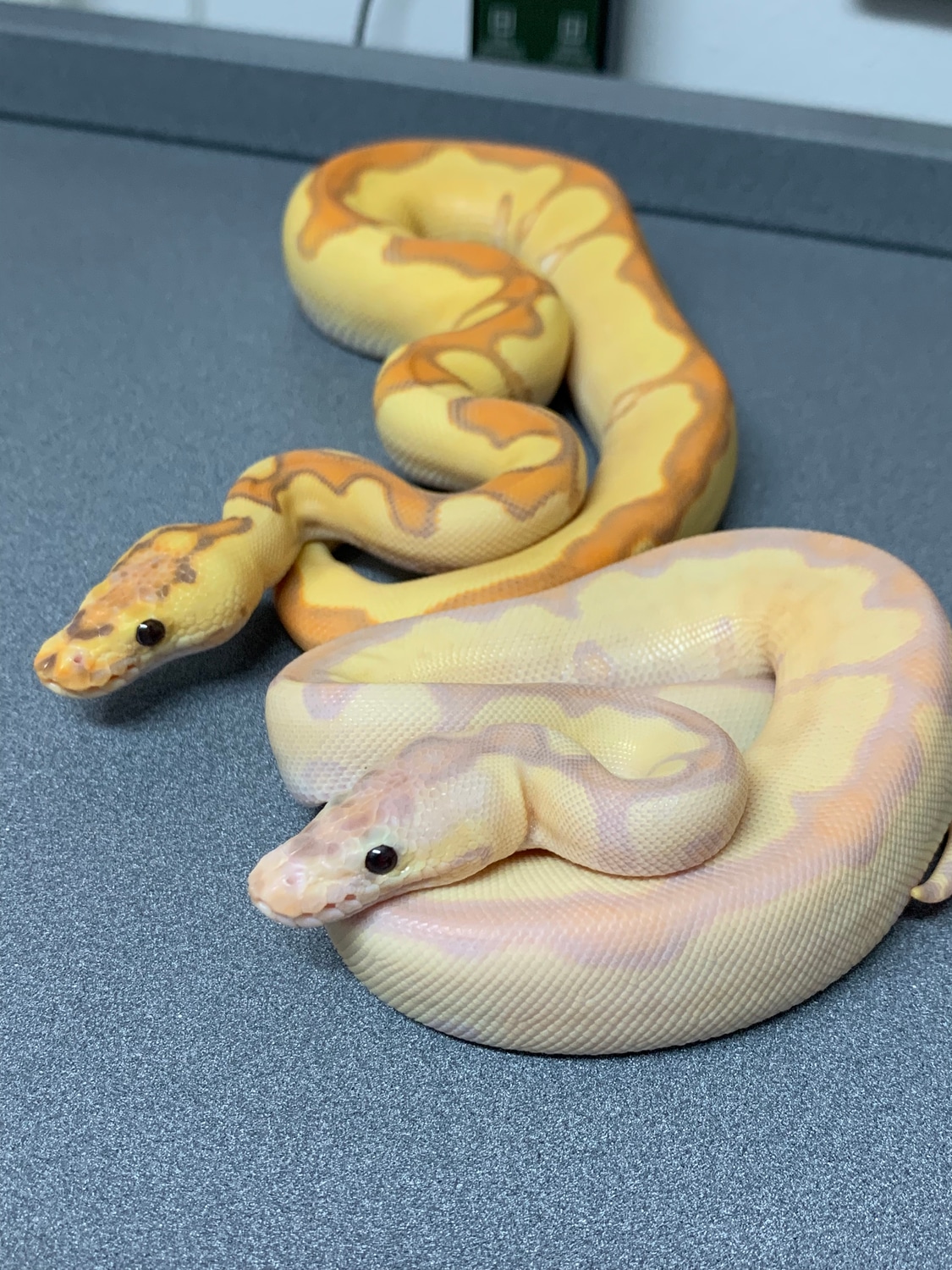 Super Banana Enchi Clown Ball Python by BallPythons9 MorphMarket