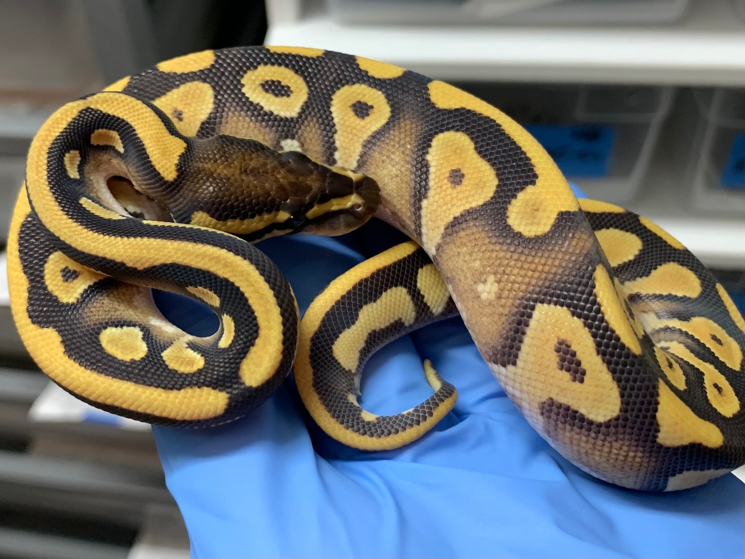 Mojave OD YB Ball Python by BallPythons9 MorphMarket