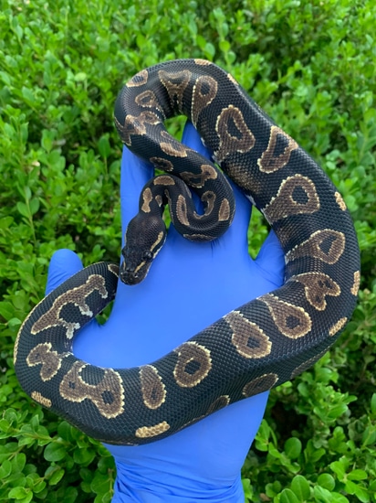 Grim Blackhead Ball Python Blackhead YB (HRA) Ball Python by BallPythons9