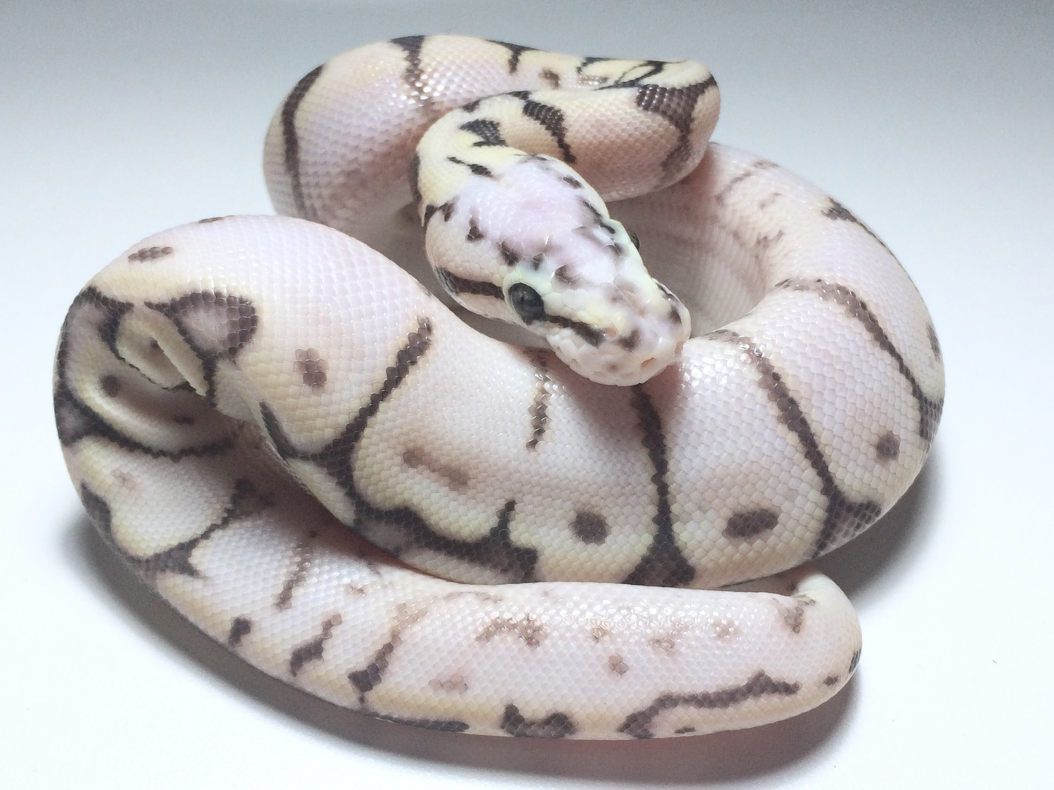 Killer Calibee Ball Python by Ball Python Shed - MorphMarket