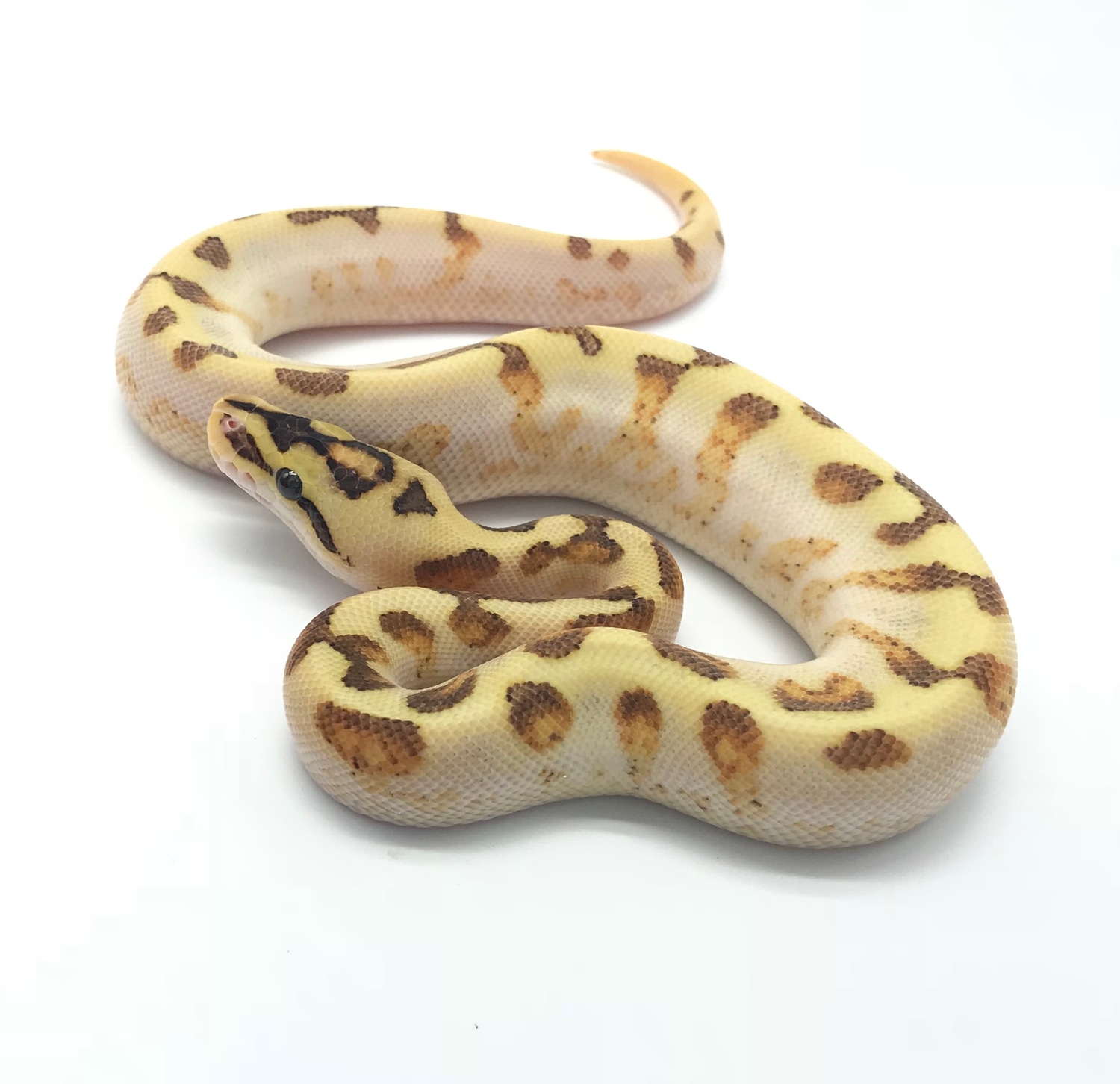Cinnamon Spider Enchi Asphalt Yellowbelly Male Ball Python by Ball ...