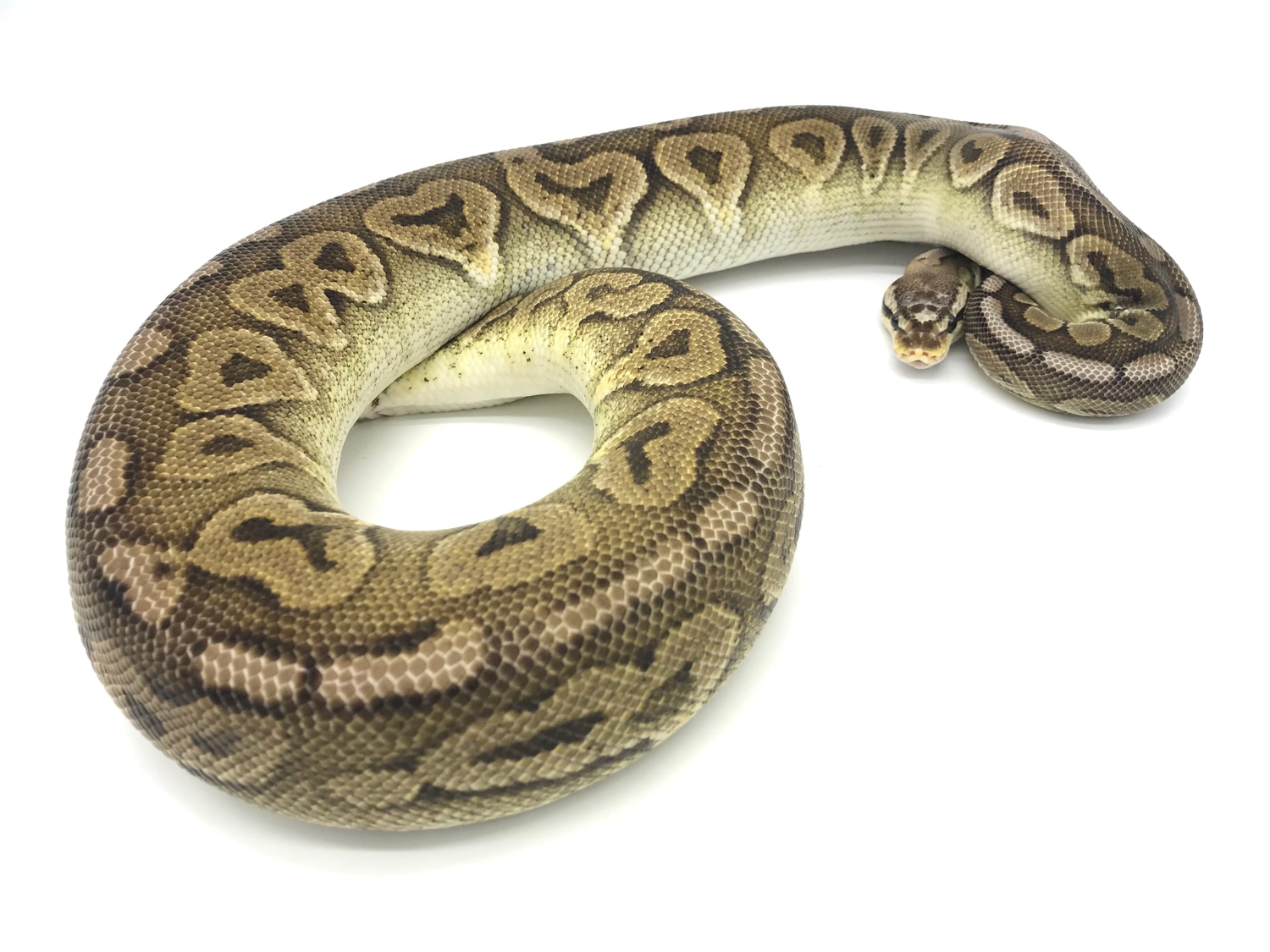 Pewter Scaleless Head Female Ball Python by Ball Python Shed - MorphMarket