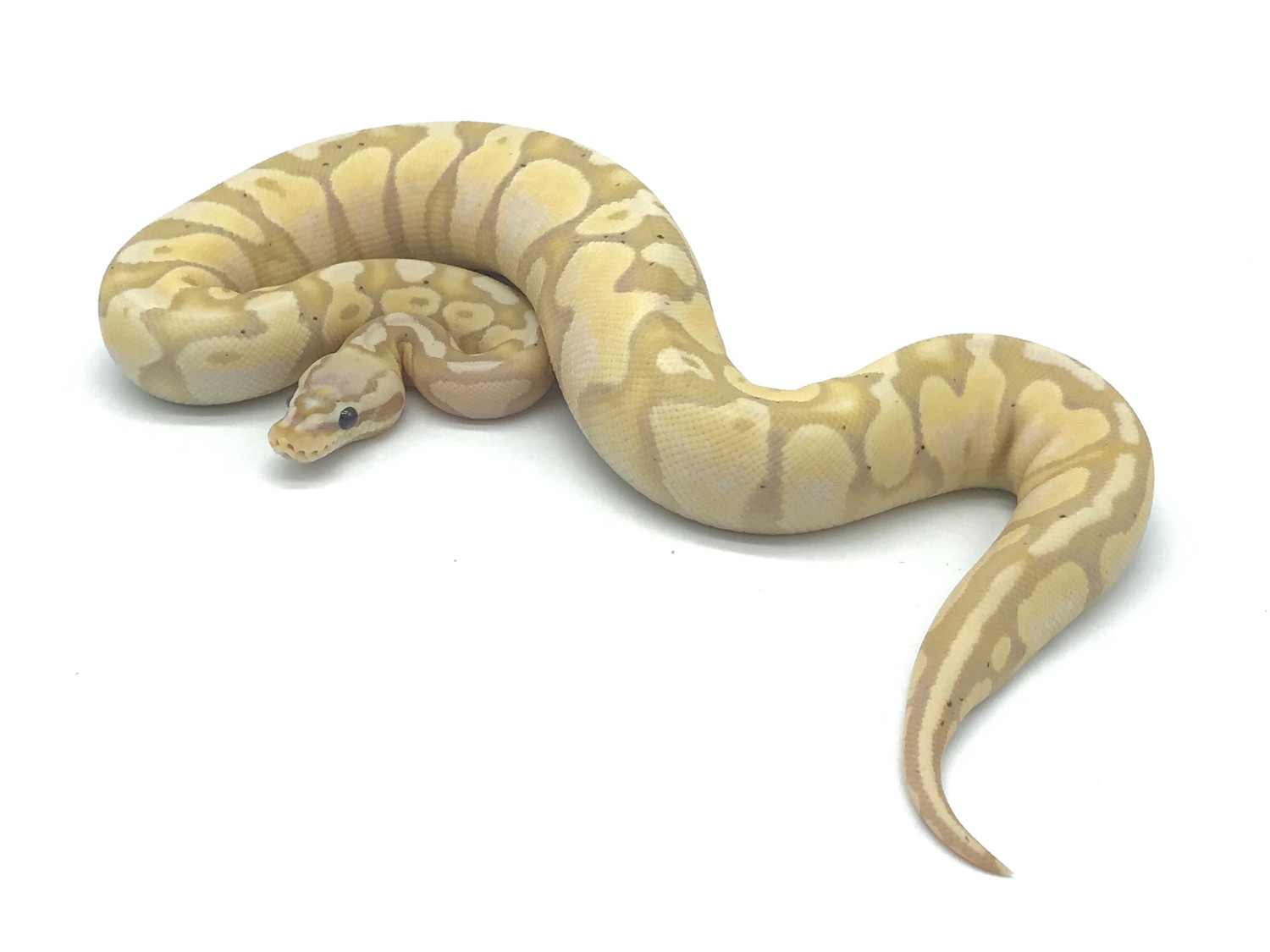 Scaleless Head Banana Pastel Female Ball Python by Ball Python Shed