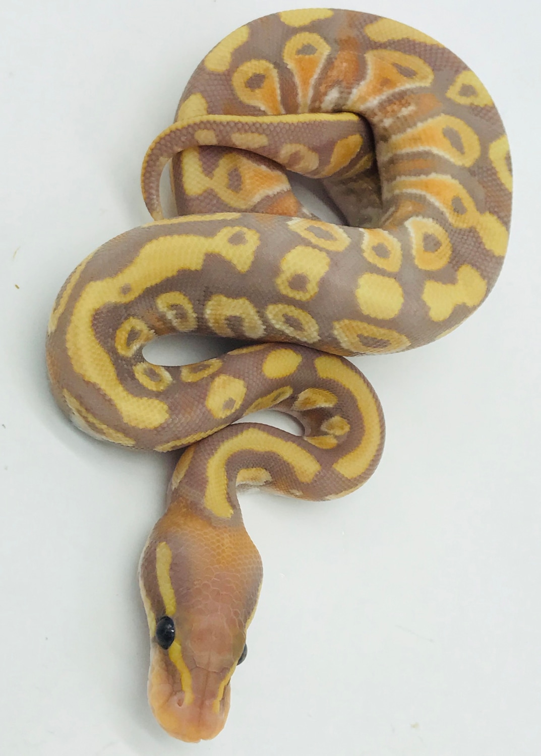 Banana Phantom Yellow Belly Ball Python by Ball Python Shed MorphMarket