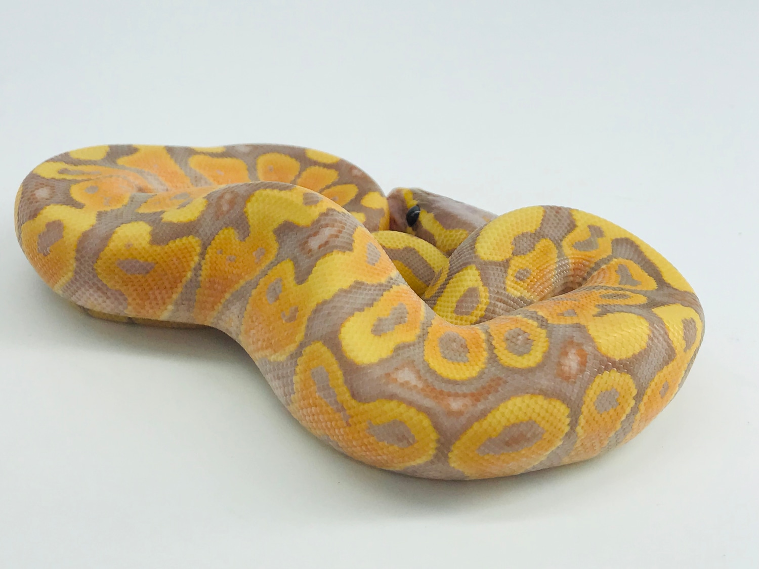 Banana Yellow Belly Ball Python by Ball Python Shed MorphMarket