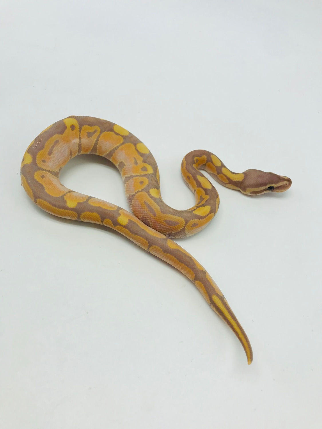 Banana Het Puzzle Female Maker Male Ball Python by Ball Python Shed