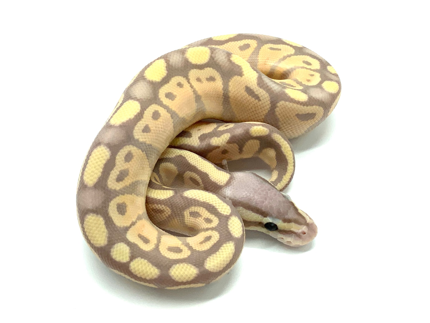 Banana Pastel 💯 Het Clown Female Maker Male Ball Python by Ball Python