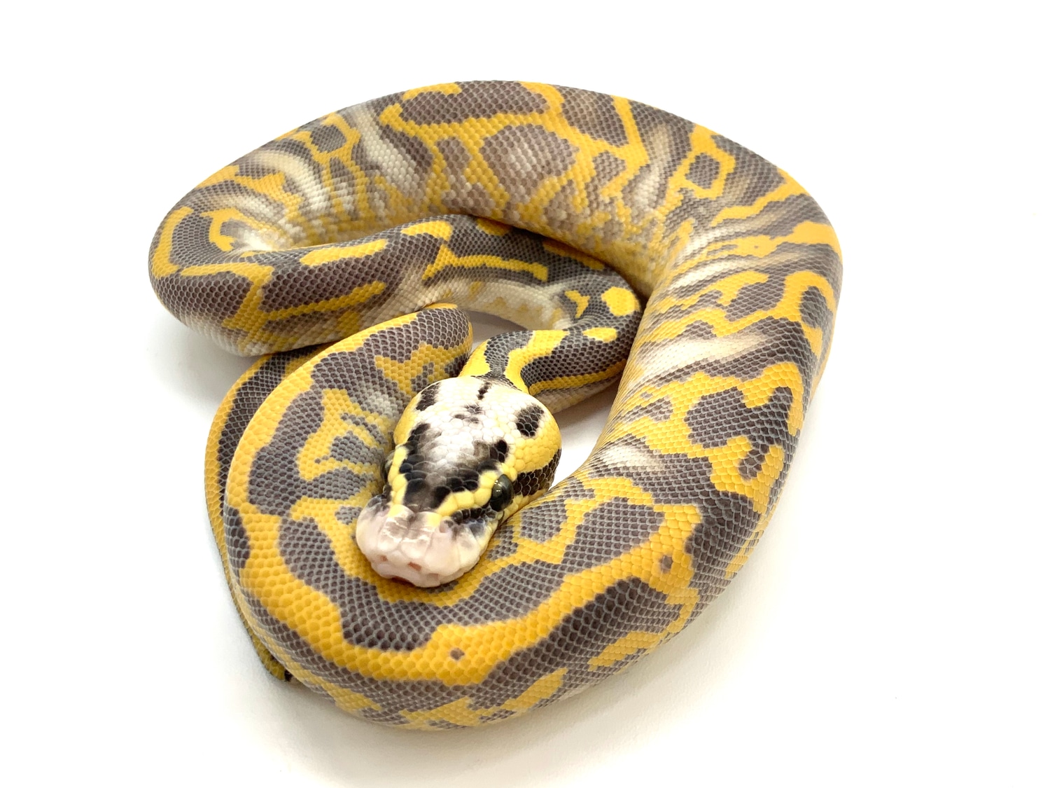 Leopard Enchi Pastel Phantom Highway Ball Python by Ball Python Shed ...