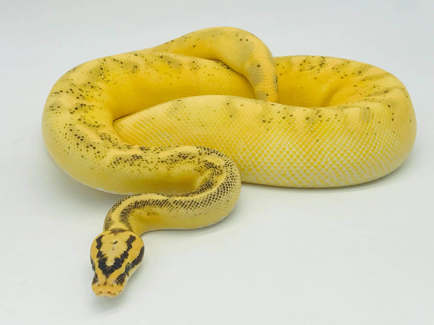 Enchi Pastel Freeway Ball Python by Ball Python Shed MorphMarket