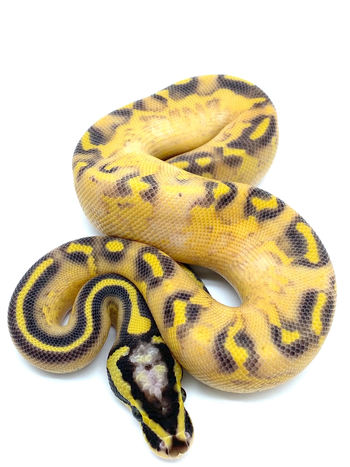 Pastel Enchi Freeway Ball Python by Ball Python Shed MorphMarket