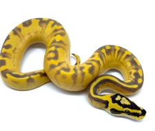 Super Enchi Pastel Calico Freeway 🤯 Ball Python by Ball Python Shed ...
