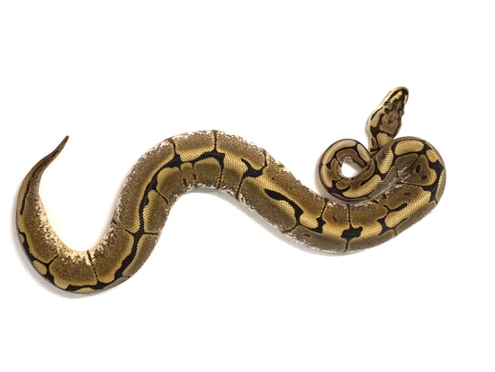 洋書 The Complete Ball Python The Complete Ball Python