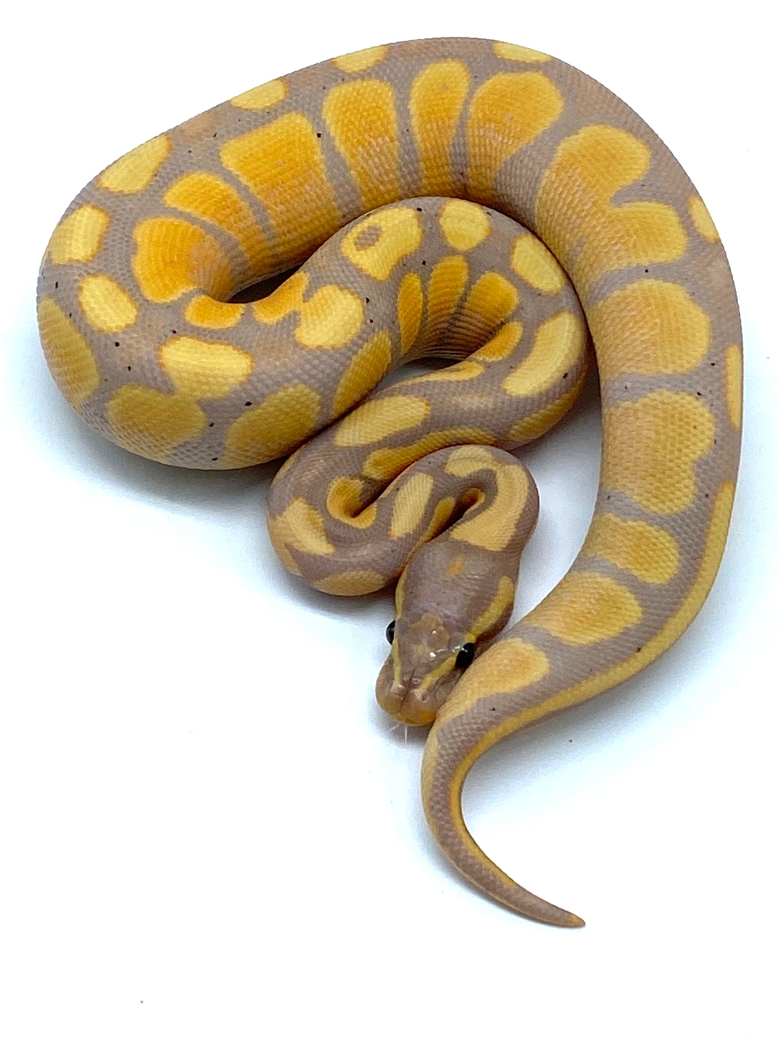 Banana Asphalt Ball Python by Ball Python Shed MorphMarket